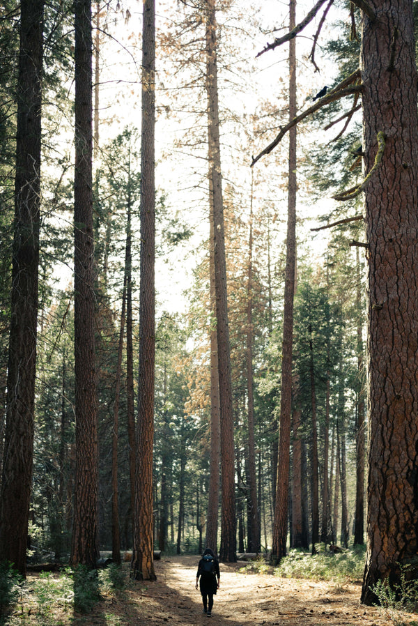 A Stroll Through Nature