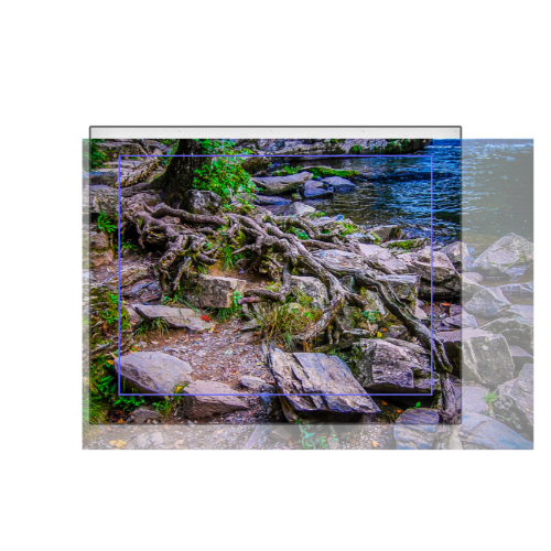 Root System Canvas 8x10 - Horizontal