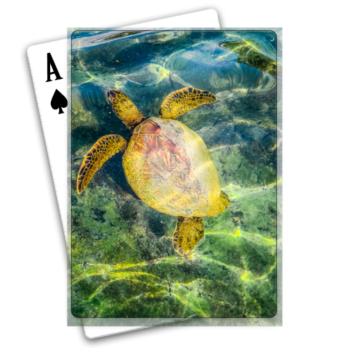 Turtle Playing Cards