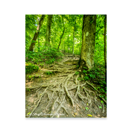 The Well Travelled Path Photo Poster 11x14