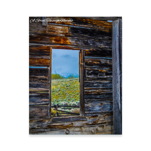 The Window to Nature Photo Poster 11x14