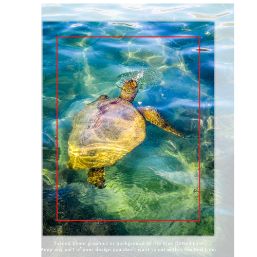 Turtle Canvas 8x10 - Vertical