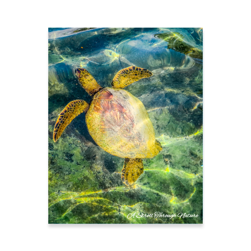 Turtle Photo Poster 11x14