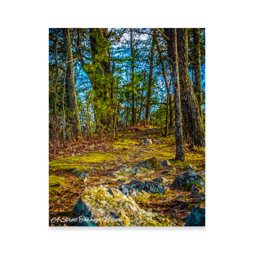 Rocky Footpath Photo Poster 11x14