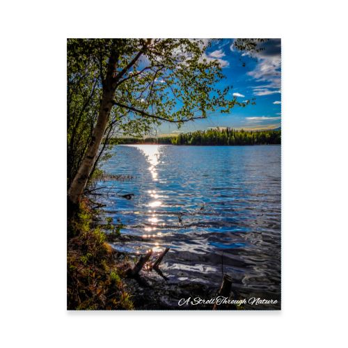 Alaskan Lake Views Photo Poster 11x14